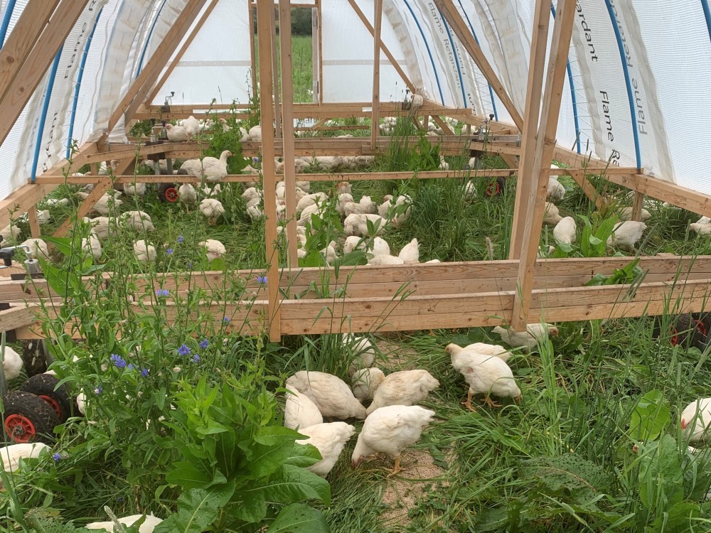 100 PastureRaised Chickens from Foote's Pastured Produce Footes Pastured Produce